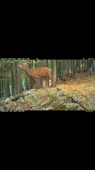 Wild Power Unleashed: Red Deer Rutting Roars in European Forests! | Szarvasbőgés | Hirschgebrüll