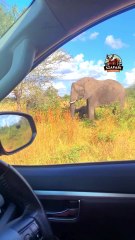 Elephants in Action: Unforgettable Safari Moments in the Kruger National Park!