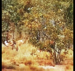 Hippo mother saved baby from lions