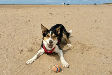 Border Collie Jax sings along to Shania Twain