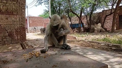 Very hungry baby monkey