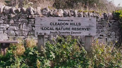 Artist creates 300ft high poppy set against the Northern Lights near Yorkshire for Remembrance Day