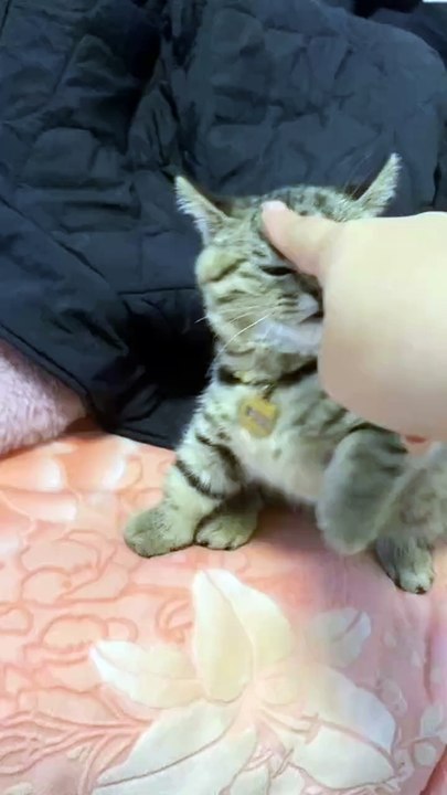 Funny cat
