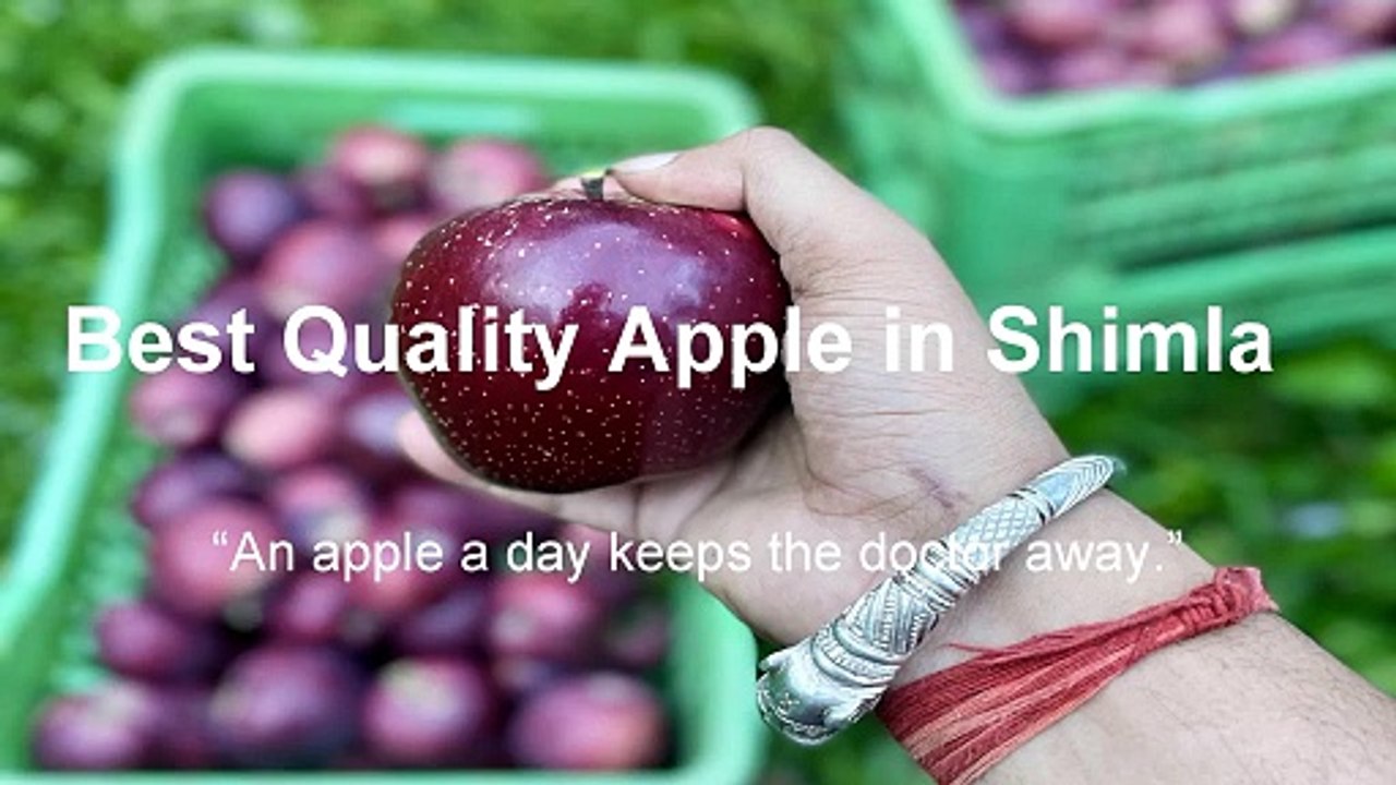 Best Quality Apple in Shimla