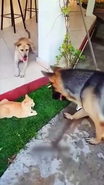 Funny animal videos 😹🤣 #funnyanimals #pet #cat #dog #cute #animals