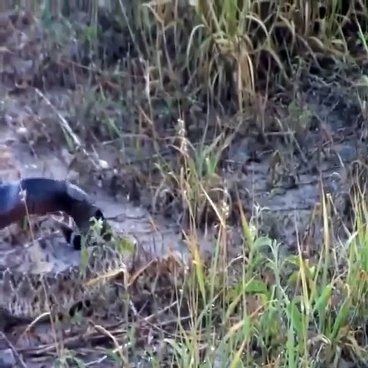 Snake attack snake