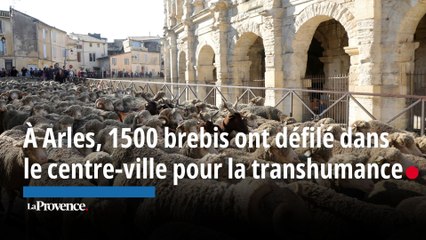 À Arles, 1500 brebis ont défilé dans le centre-ville pour la transhumance