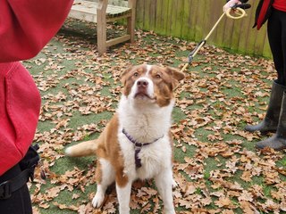 Bristol dogs: Meet Ted, the very handsome Collie x Husky looking for his forever home in Bristol