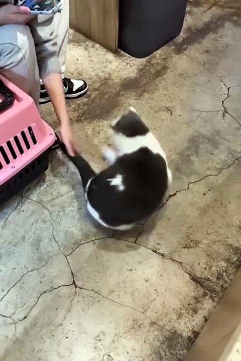 2024 best animals videos #cutecatvideos #funnycatvideos #cuteanimals #funny #reels #shortsvideo  #shorts #animal #funny animals #cat #animals #fyp