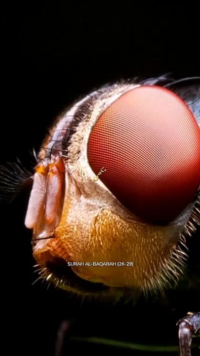 Quran ,Pak  Allah is the Creator of all things, and He is the Maintainer of everything.