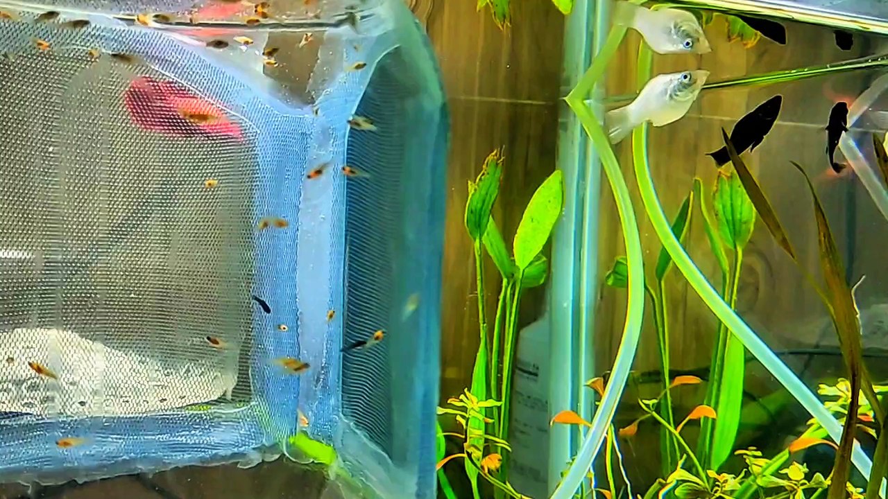 How Do My Balloon Molly Fish Give Birth To Live Fry (Live Bearers Fish)