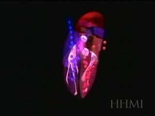 Fonctionnement des valves cardiques