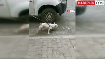 Köpeği Yaralayan Şahıs Gözaltına Alındı