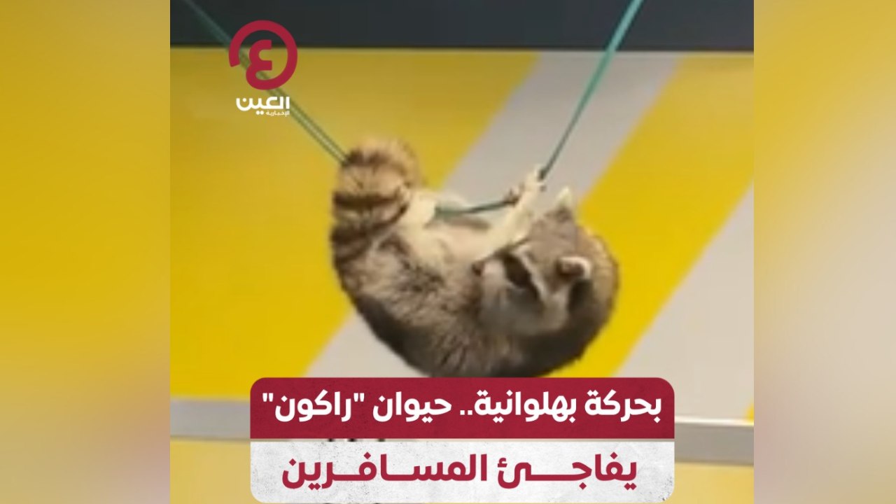بحركة بهلوانية.. حيوان “راكون” يفاجئ المسافرين