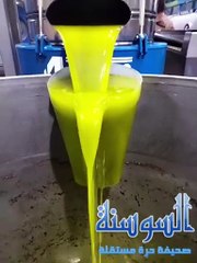 عصر ثمار الزيتون في المعصرة