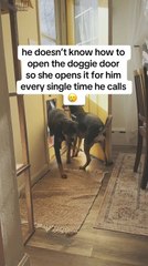 Dog Pushes Open Dog Door to Welcome Friend