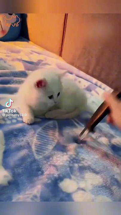 Gatito
