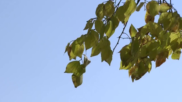 [날씨] 오전까지 내륙 짙은 안개...낮 동안 기온↑, 큰 일교차 / YTN