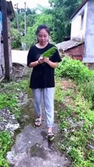 Water melons Funny 😂🤣😂🤣