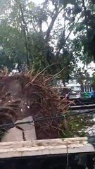Hujan Deras Disertai Angin Kencang Di Cimahi Sebabkan Pohon Tumbang