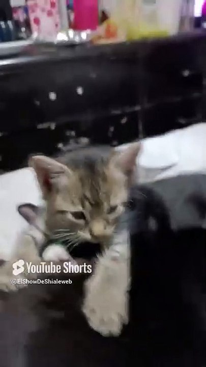 Los gatitos de la gata bombay estan peluditos bien bonitos #shorts #animales #mascotas #felino #pet