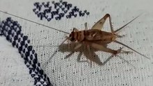 Un grillo llega a visitarme fauna insecto #shorts #animales #mascotas #chapulin