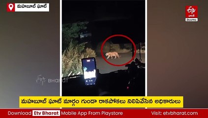 నిర్మల్ జిల్లాలో పెద్దపులి సంచారం