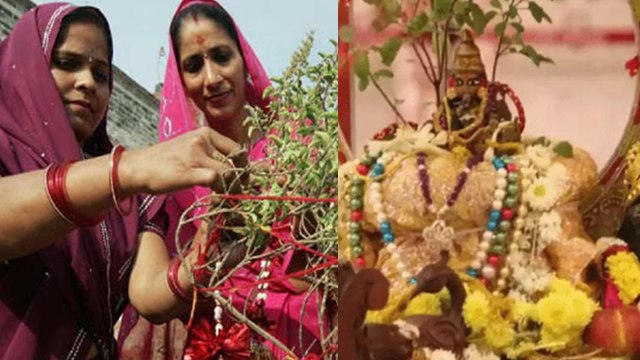 Tulsi Vivah 2024 Date Time: 12 या 13 नवंबर 2024 तुलसी विवाह कब, सही तिथि और शुभ मुहूर्त,भद्राकाल समय