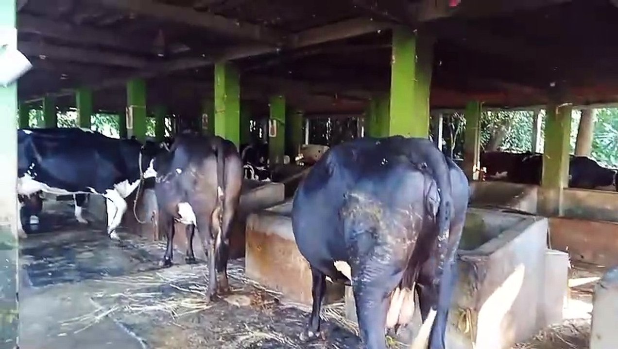Cow firm in village