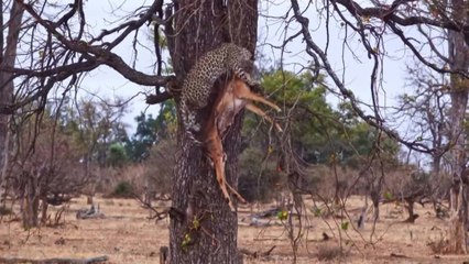 Báo hoa mai thất bại trong việc cất giấu mồi