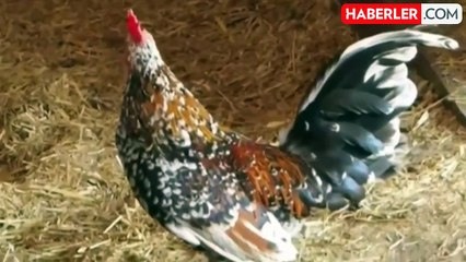 Eskişehir'de kuş gribi nedeniyle 5 mahalle karantinada