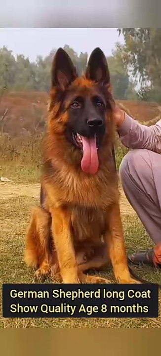 Labrador German Shepherd Pointer Bully Poodle p...