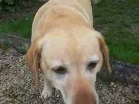 saut d'obstacle a poney