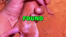 RAISING BABY KANGAROO! #animals #animalstories #cuteanimals #cute #animalrescue