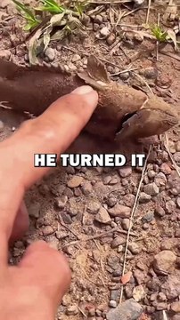 SAVING DRIED FISH! #animals #animalstories #pets #cute #animalrescue