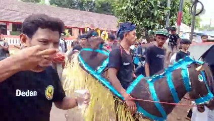 Kuda lumping kesurupan