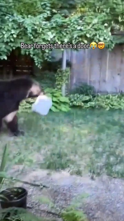 Un ours tente de sauter par-dessus une clôture, mais la franchit