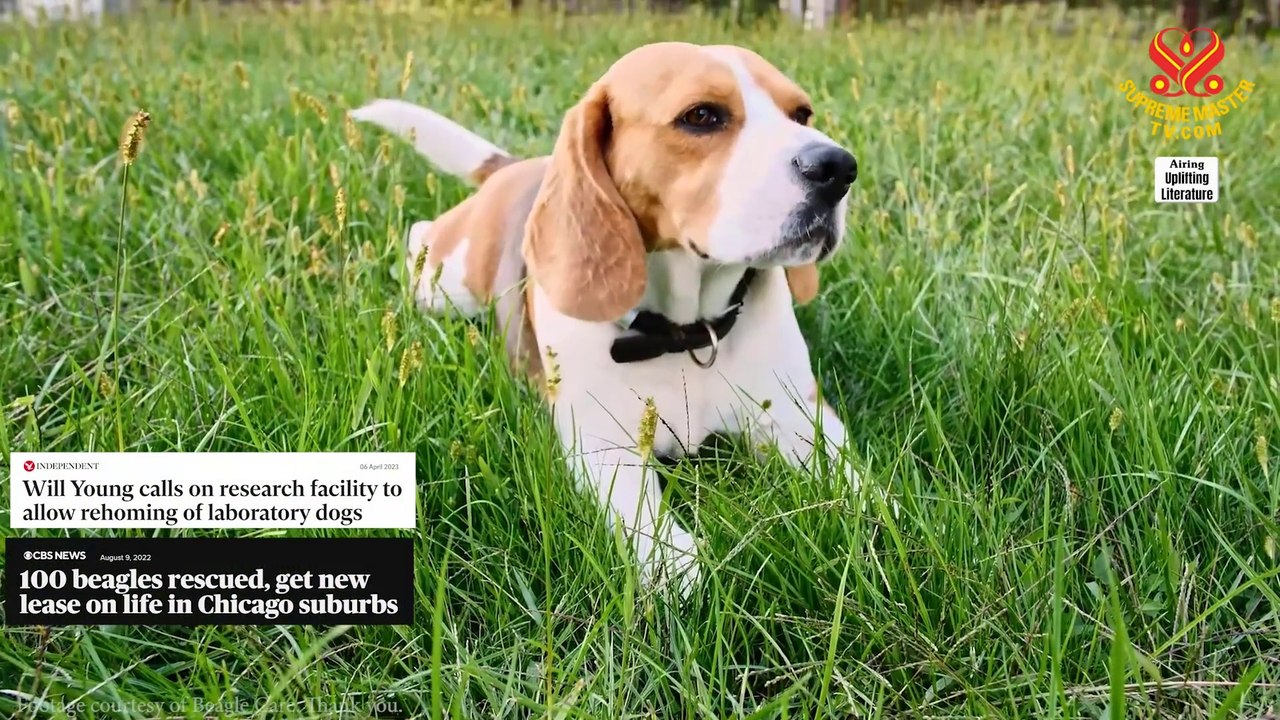“Your Neighbour Kills Puppies,” by Tom Harris (vegan), Part 1 of 2