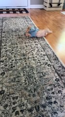 Cat Made to Wear Hoodie Keeps Falling Down