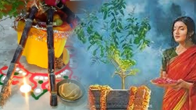 Tulsi Vivah Puja 2024: बिना तुलसी विवाह पूजा कैसे करें, Tulsi Puja Kaise Karen |