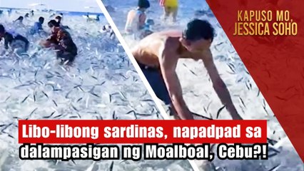 Libo-libong sardinas, napadpad sa dalampasigan ng Moalboal, Cebu?! | Kapuso Mo, Jessica Soho