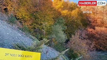 Yozgat'ta Doğu Kayını Ağaçları için Gen Koruma Alanı İlan Edildi