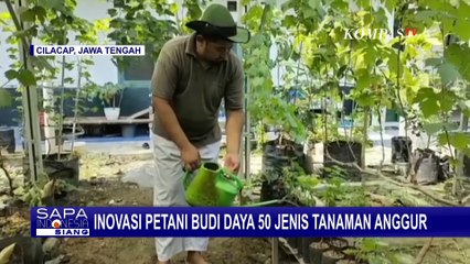 Wisata Petik Anggur di Kebun Milik Eko, Ada 50 Jenis Anggur Unggulan dari Berbagai Negara