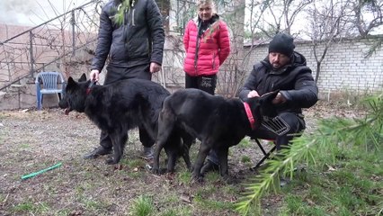 Невеста для ПРИЗРАКА. Чёрные Немецкие Овчарки Призрак и Альма. Одесса