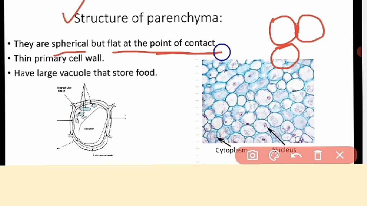 ground tissue class 9 Biology in Urdu \ Hindi | Parenchyma cell | Lec#34 | cell and tissue | Chp #4