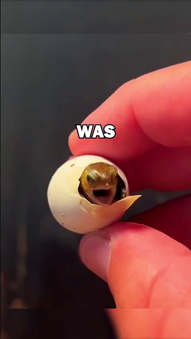 ⁣RAISING BABY TURTLE! #pets #animalstories #animals #cute