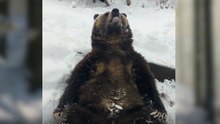 Un oso gris llamado Emmett es captado cazando copos de nieve con su lengua