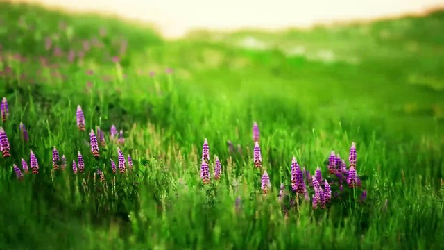 If Deodorant Ads Were Honest - Honest Ads