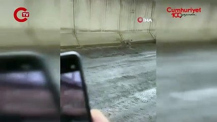 Yüksekova’da nesli tehlike altında olan vaşak görüntülendi