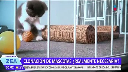 La clonación de mascotas ya es posible